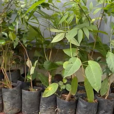 campanha de reflorestamento às margens dos rios Piabanha e Preto